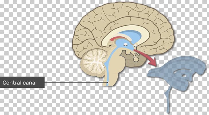 Ventricular System Human Brain Lateral Ventricles Cerebral Aqueduct PNG, Clipart, Anatomy, Brain, Central Canal, Central Nervous System, Cranial Nerves Free PNG Download