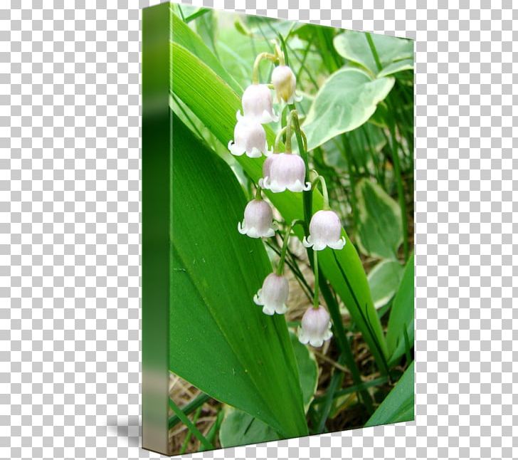 Wildflower Lawn PNG, Clipart, Flora, Flower, Grass, Lawn, Lily Of The Valley Free PNG Download
