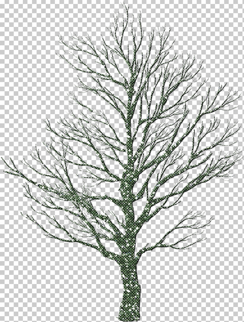 Tree White Pine Yellow Fir Lodgepole Pine Red Pine PNG, Clipart, American Larch, Arizona Cypress, Bigtree, Branch, Colorado Spruce Free PNG Download