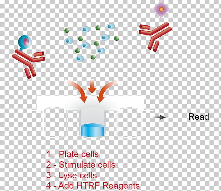 Cell Culture Assay ERBB3 PNG, Clipart, Akt2, Area, Assay, Bradford Protein Assay, Brand Free PNG Download