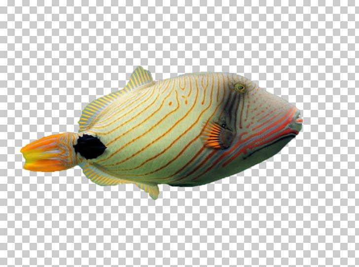 Chomikuj.pl Fish Marine Biology Information PNG, Clipart, Biology, Chomikujpl, Data, Fish, Information Free PNG Download