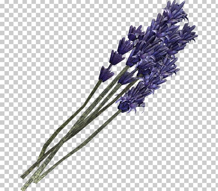 English Lavender Violet Drawing Plant PNG, Clipart, Blog, Cartoon, Concept Art, Cut Flowers, Drawing Free PNG Download