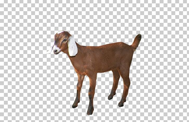 Goat Cattle Agriculture Livestock Price PNG, Clipart, Agriculture, Animal, Animal Figure, Animals, Caprinicoltura Free PNG Download