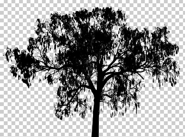 Photography PNG, Clipart, Animals, Black And White, Branch, Drawing, Flora Free PNG Download