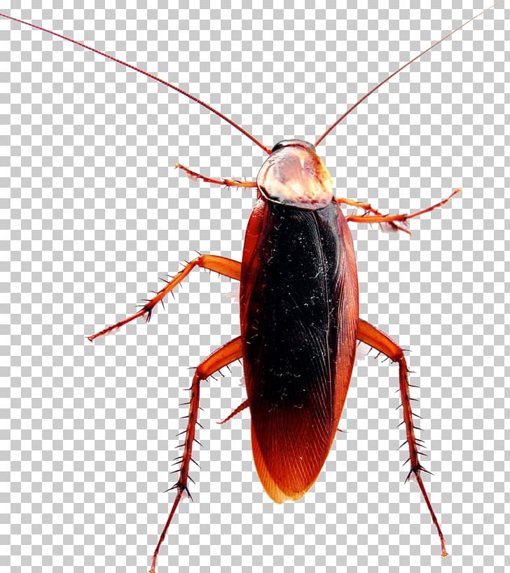 American Cockroach German Cockroach Pest Control PNG, Clipart, American Cockroach, Animals, Antenna, Arthropod, Beetle Free PNG Download