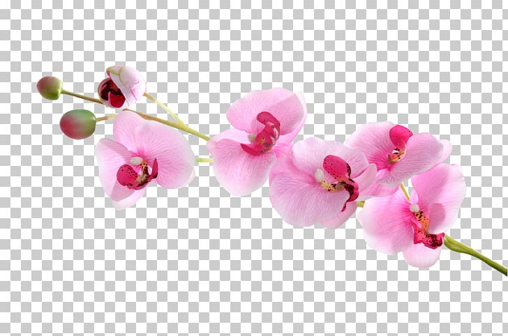 Moth Orchids PNG, Clipart, Big, Big Picture, Blossom, Branch, Bud Free PNG Download