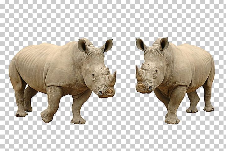 White Rhinoceros Hippopotamus Lion Stock Photography PNG, Clipart, Animals, Elephant, Fauna, Fauna Of Africa, Horns Free PNG Download