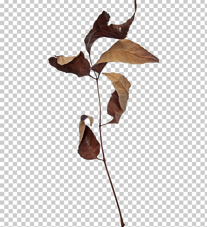 Autumn Leaves Leaf 2403 (عدد) PNG, Clipart, Autumn, Autumn Leaves, Branch, Browser, Deciduous Free PNG Download