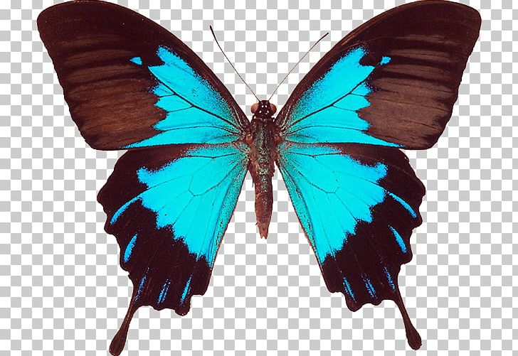 Ulysses Butterfly Black Swallowtail Swallowtail Butterfly Old World Swallowtail PNG, Clipart, Arthropod, Brush Footed Butterfly, Insects, Lycaenid, Morpho Free PNG Download