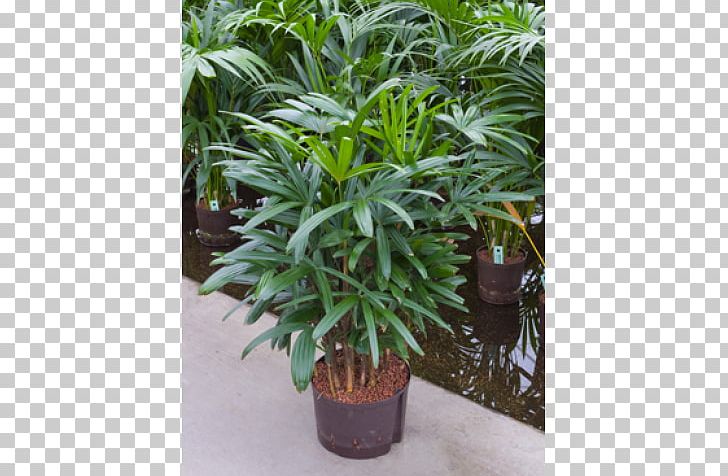 Arecaceae Rhapis Excelsa Houseplant Chinese Evergreens PNG, Clipart,  Free PNG Download