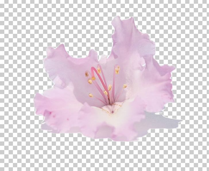 Hibiscus Azalea Flower Rhododendron Macrophyllum Rhododendron Arboreum PNG, Clipart, Azalea, Drawing, Floral Emblem, Flower, Flowering Plant Free PNG Download