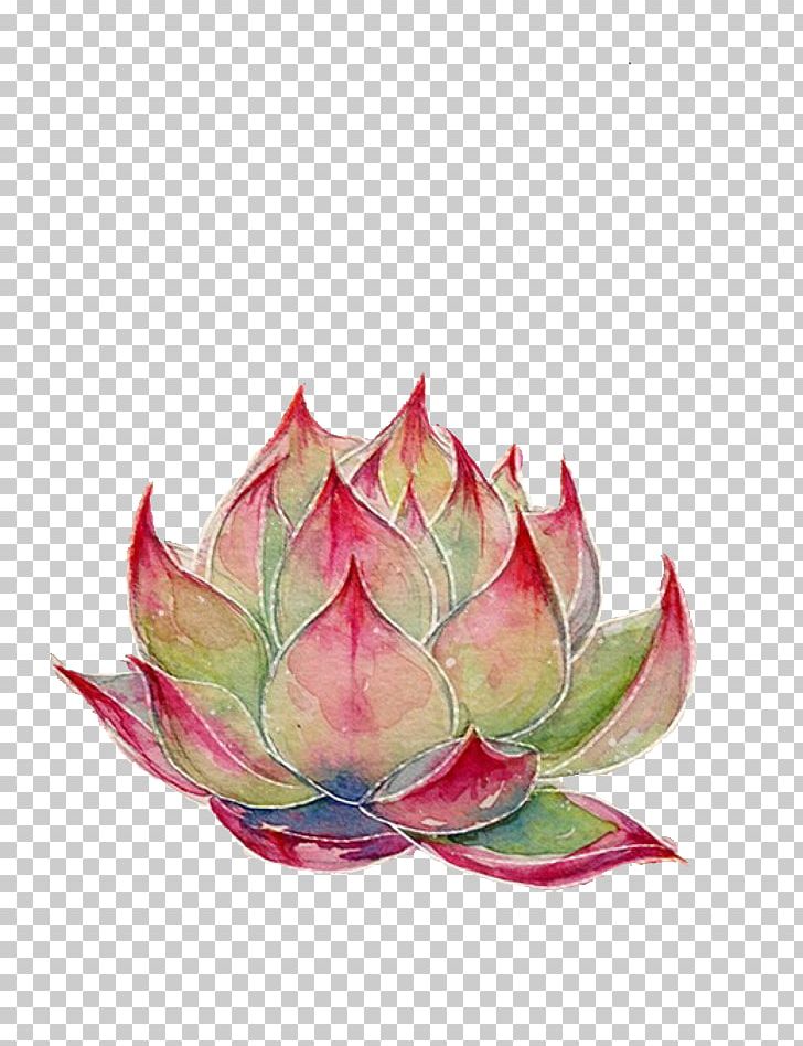 Nelumbo Nucifera Watercolor Painting Colored Pencil Icon PNG, Clipart, Babies, Baby, Baby Animals, Baby Announcement, Baby Announcement Card Free PNG Download