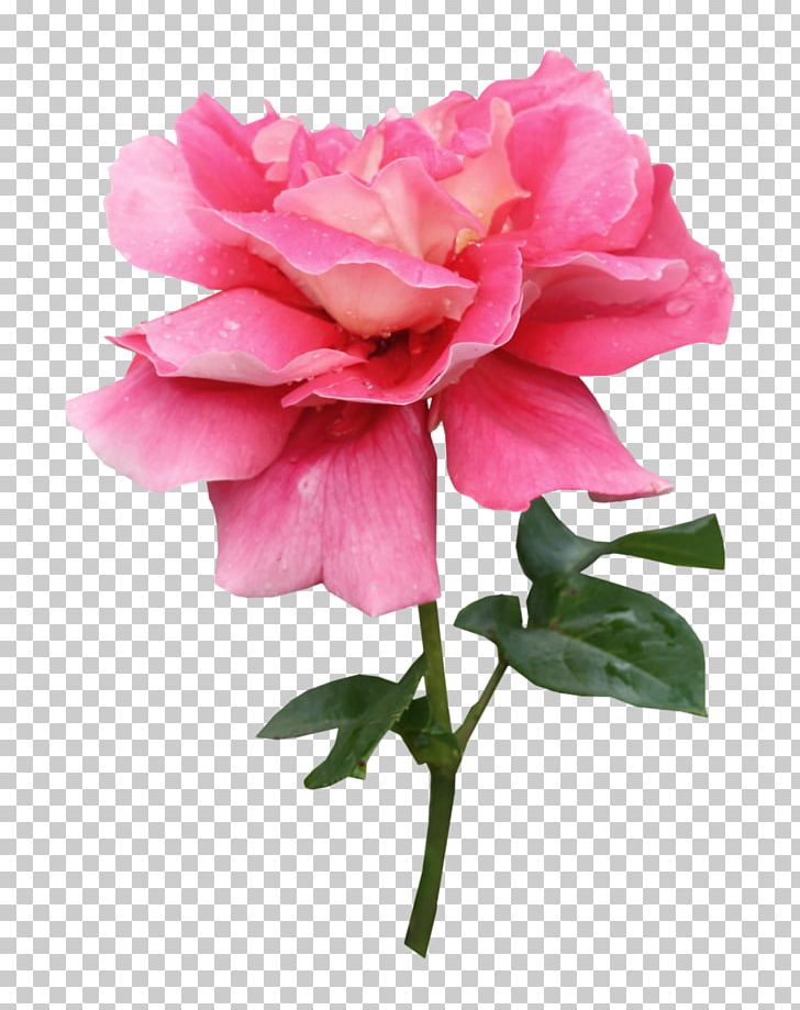 Centifolia Roses Garden Roses Pink PNG, Clipart, Artificial Flower, Centifolia Roses, China Rose, Cut Flowers, Euc Free PNG Download