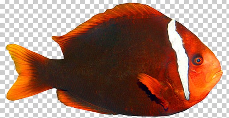 Goldfish Tropical Fish Clownfish Marine Biology PNG, Clipart, Animals, Aquarium, Aquariums, Bony Fish, Clownfish Free PNG Download