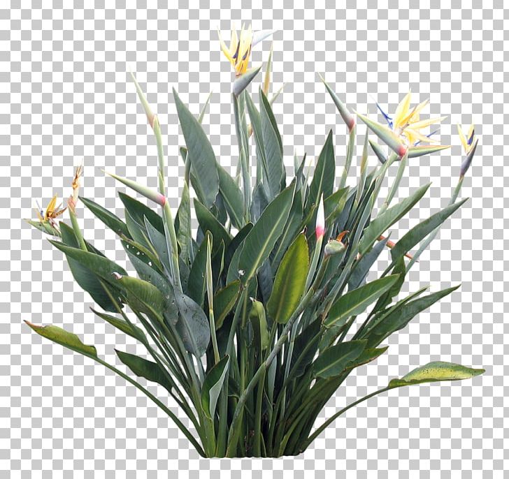Strelitzia Reginae Plants And Their Names Flower PNG, Clipart, Animation, Bird Of Paradise Flower, Floristry, Flower, Flowering Plant Free PNG Download