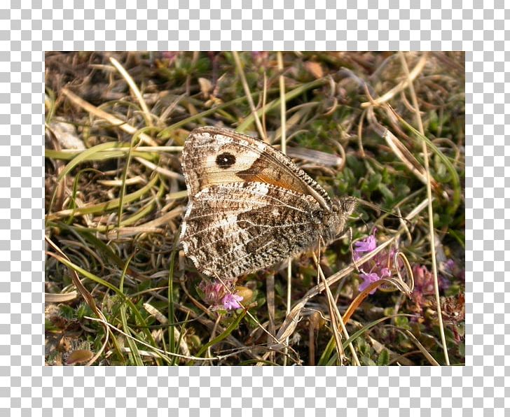 Brush-footed Butterflies Butterfly Moth PNG, Clipart, Bluebell, Brush Footed Butterfly, Butterfly, Fauna, Insect Free PNG Download