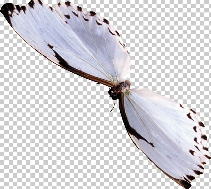 Butterfly Insect PhotoScape PNG, Clipart, Animal, Arthropod, Blue Butterfly, Butterflies And Moths, Butterfly Free PNG Download