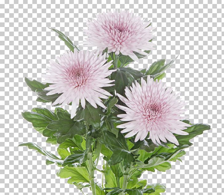 Chrysanthemum Tulip Flower Transvaal Daisy Garden Roses PNG, Clipart, Annual Plant, Aster, Chrysanths, Cultivar, Daisy Family Free PNG Download