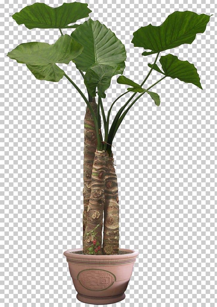 Flowerpot Houseplant Tree PNG, Clipart, Cannabis, Devils Ivy, Fiddleleaf Fig, Flower, Flowerpot Free PNG Download