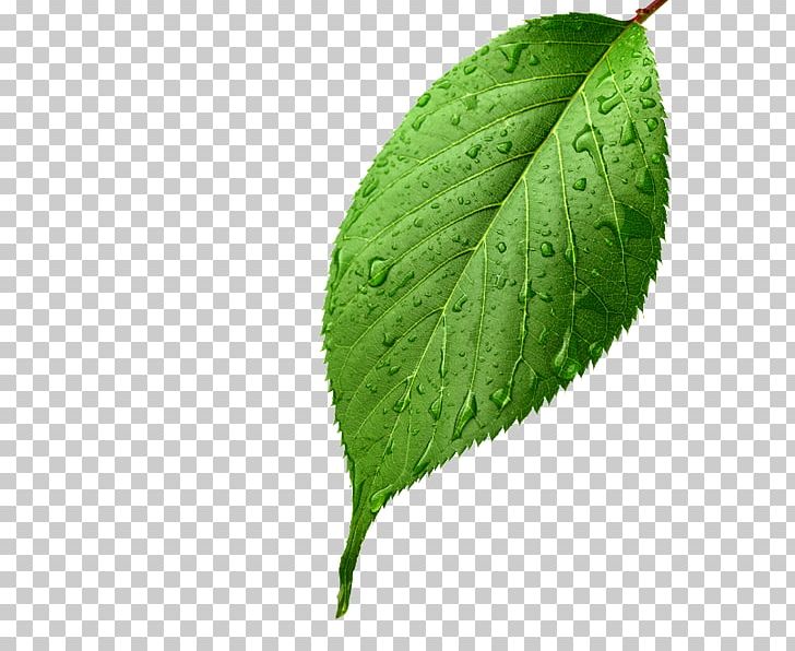Leaf Stock Photography Light PNG, Clipart, Desktop Wallpaper, Green, Green Leaf, Highdefinition Video, Leaf Free PNG Download