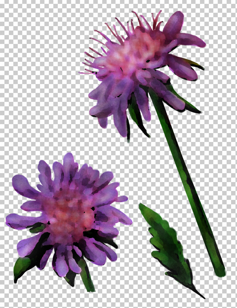 Aster Herbaceous Plant Cut Flowers Dahlia Silybum PNG, Clipart, Aster, Biology, Cut Flowers, Dahlia, Flower Free PNG Download
