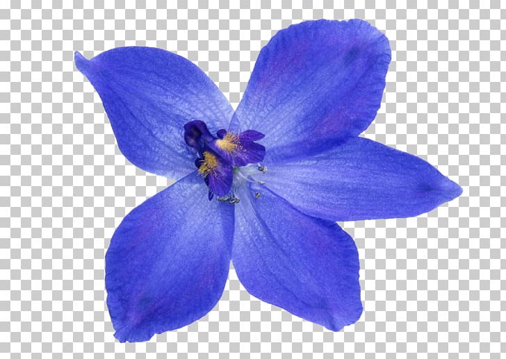 Flower Blue Photograph PNG, Clipart, Bellflower Family, Blue, Desktop Wallpaper, Flower, Flowering Plant Free PNG Download