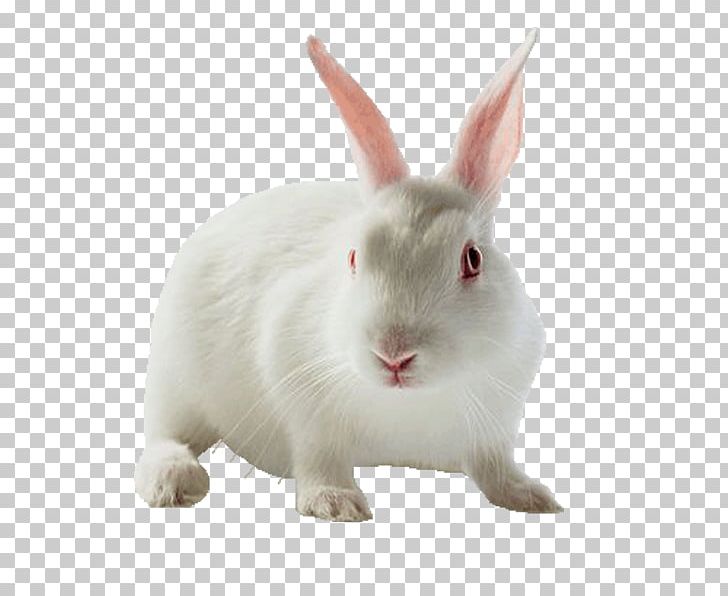 Holland Lop Leporids Rabbit Horse Pet PNG, Clipart, Animal, Animals, Art, Bunnies, Color Free PNG Download