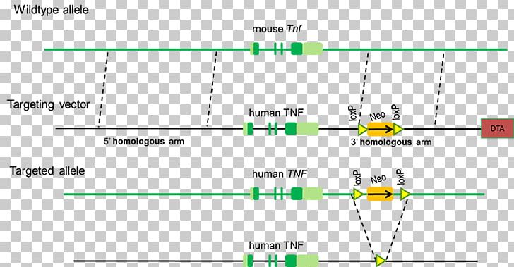 Line Green Angle Document PNG, Clipart, Angle, Area, Brief Introduction, Diagram, Document Free PNG Download