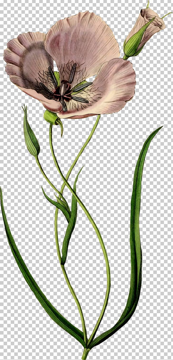 Poppy Flower PNG, Clipart, Armistice Day, California Poppy, Flora, Flower, Flowering Plant Free PNG Download