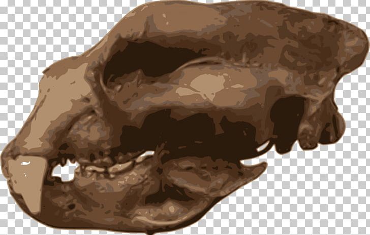 Short-faced Bears Carnivora Homotherium Skull Animal PNG, Clipart, Animal, Bone, Candlelight Vigil, Carnivora, Com Free PNG Download