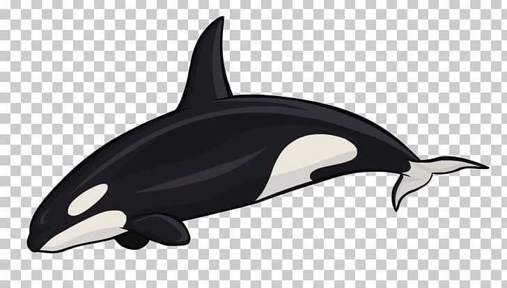 Killer Whale White-beaked Dolphin Cetacea Sea Otter PNG, Clipart, Cetacea, Killer Whale, Sea Otter, White Beaked Dolphin Free PNG Download