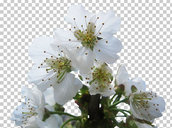 National Cherry Blossom Festival Brush PNG, Clipart, Blossom, Branch, Brush, Cherry Blossom, Download Free PNG Download