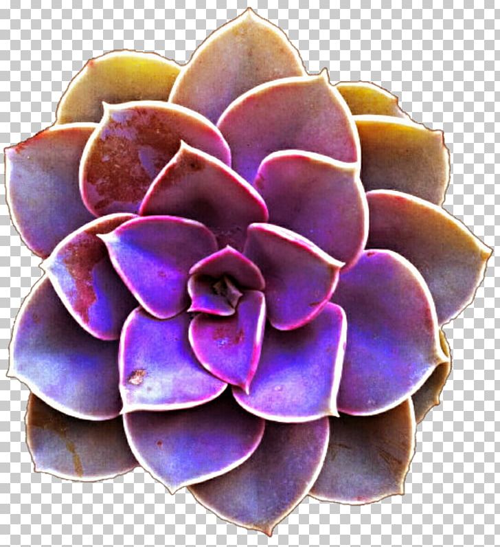 Succulent Plant Purple Color PNG, Clipart, Art, Blue, Cactaceae, Color, Drawing Free PNG Download