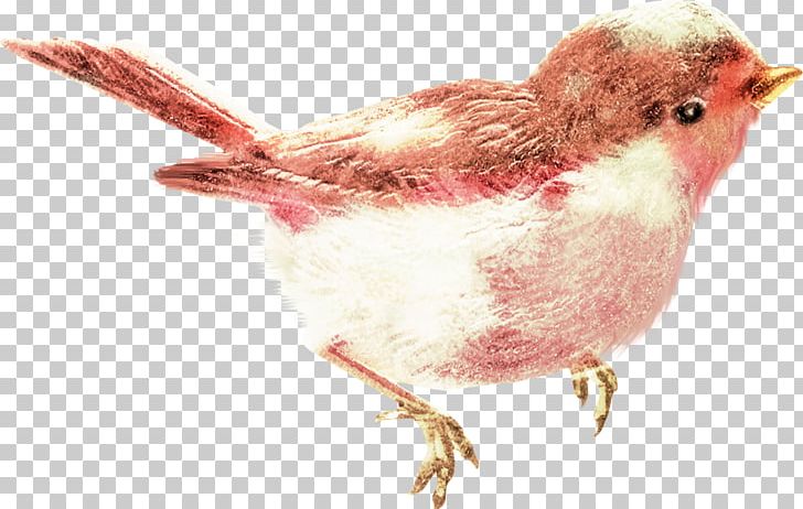 Wren Finch American Sparrows Beak PNG, Clipart, American Sparrows, Animal, Animals, Beak, Bird Free PNG Download