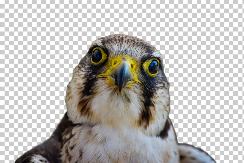 Owls Hawk Beak Close-up PNG, Clipart, Beak, Closeup, Hawk, Owls Free PNG Download