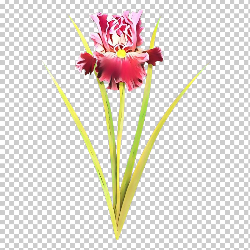 Flower Cut Flowers Plant Pink Petal PNG, Clipart, Amaryllis Belladonna, Cut Flowers, Flower, Hippeastrum, Pedicel Free PNG Download