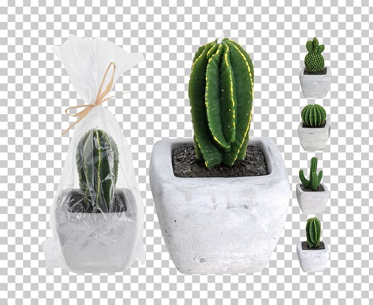 Cactaceae Candle Houseplant Wax PNG, Clipart, Cactaceae, Cactus, Candle, Caryophyllales, Cement Free PNG Download