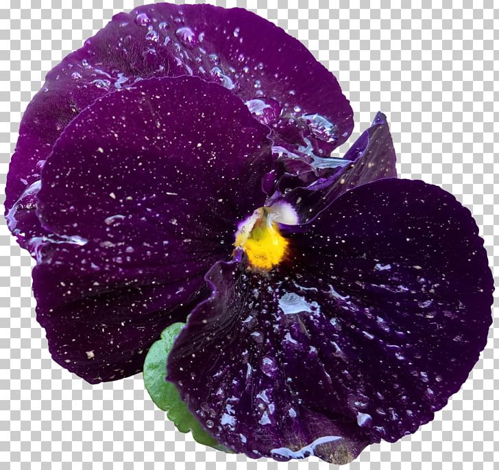 Pansy Herbaceous Plant PNG, Clipart, Clematis, Flower, Flowering Plant, Herbaceous Plant, Iris Free PNG Download