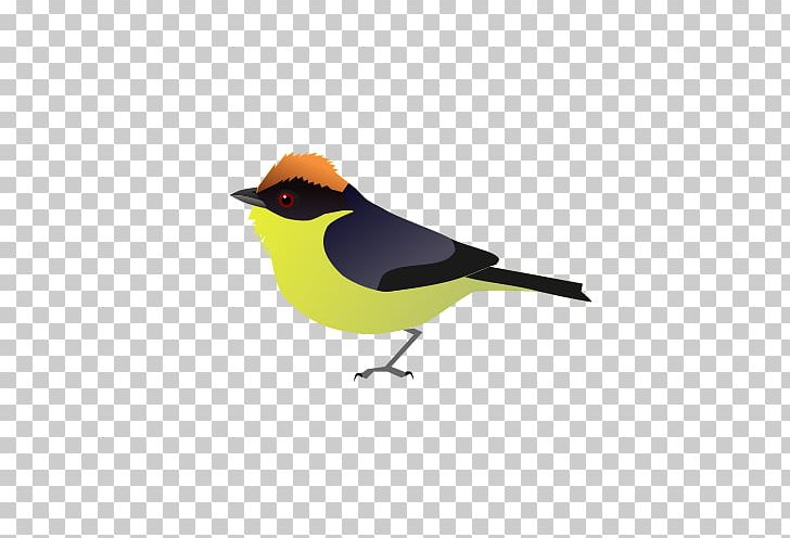 Bird Yariguies Brush Finch House Sparrow Antioquia Brush Finch White-headed Brush Finch PNG, Clipart, Animals, Beak, Bird, Feather, House Sparrow Free PNG Download
