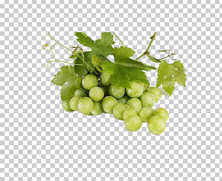Common Grape Vine Green Tea Fruit PNG, Clipart, Background Green, Berry, Food, Fruit Nut, Fruit Tree Free PNG Download