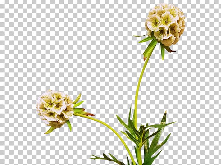 Cut Flowers King Protea Paper Plant PNG, Clipart, Acacia Pycnantha, Christmas, Cut Flowers, Flora, Flower Free PNG Download