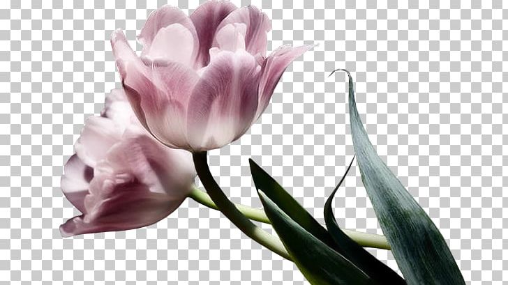 Flower Tulip PNG, Clipart, Computer Wallpaper, Decoration Image, Encapsulated Postscript, Flow, Flowers Free PNG Download