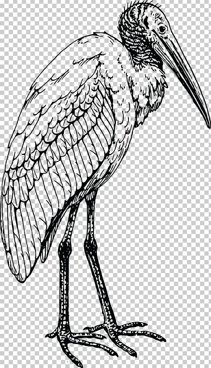 Glossy Ibis Bird Drawing PNG, Clipart, American White Ibis, Animals, Artwork, Beak, Bird Free PNG Download