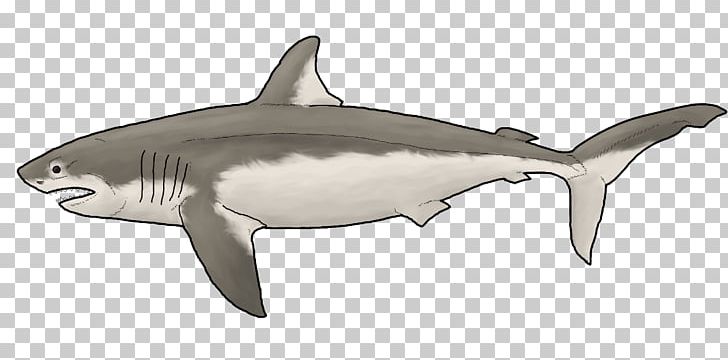 Tiger Shark Great White Shark Squaliform Sharks Rough-toothed Dolphin Requiem Sharks PNG, Clipart, Animals, Biology, Carcharhiniformes, Carcharodon, Cartilaginous Fish Free PNG Download