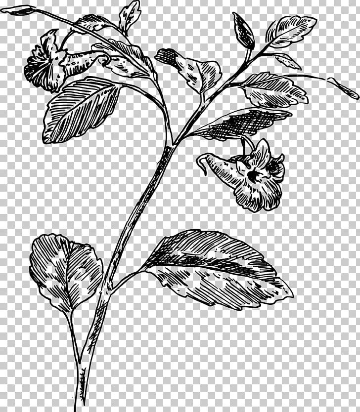 Twig Botany Drawing Biology PNG, Clipart, Biology, Black And White, Botany, Branch, Drawing Free PNG Download