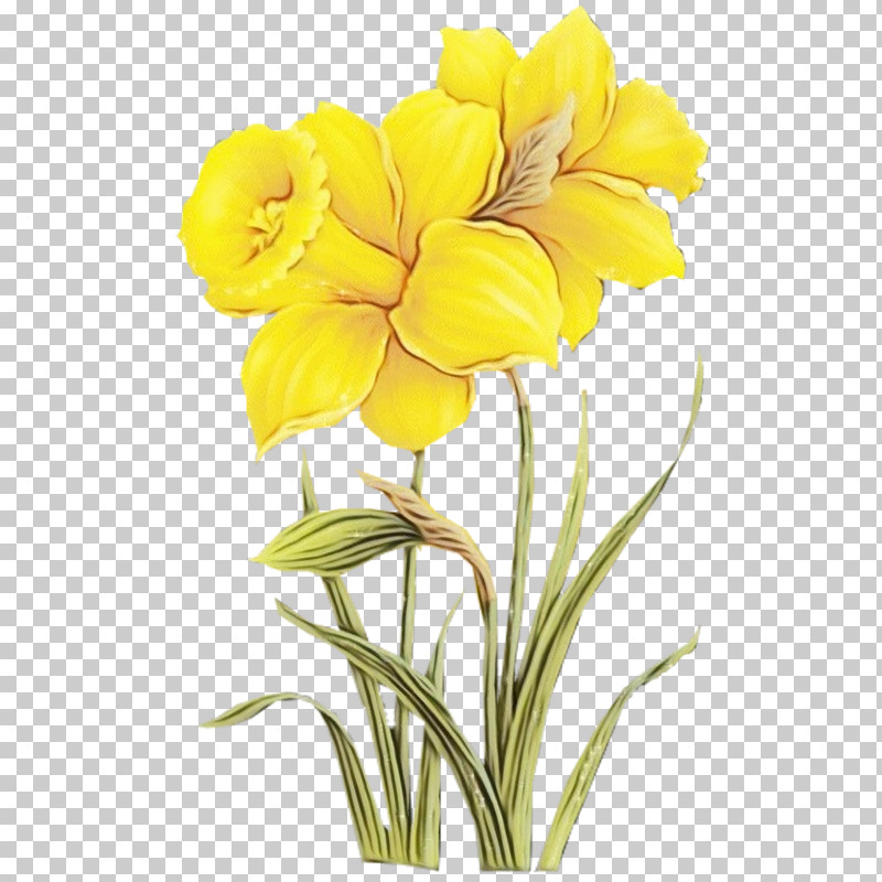Flower Plant Yellow Petal Cut Flowers PNG, Clipart, Amaryllis Belladonna, Common Evening Primrose, Cut Flowers, Evening Primrose, Evening Primrose Family Free PNG Download