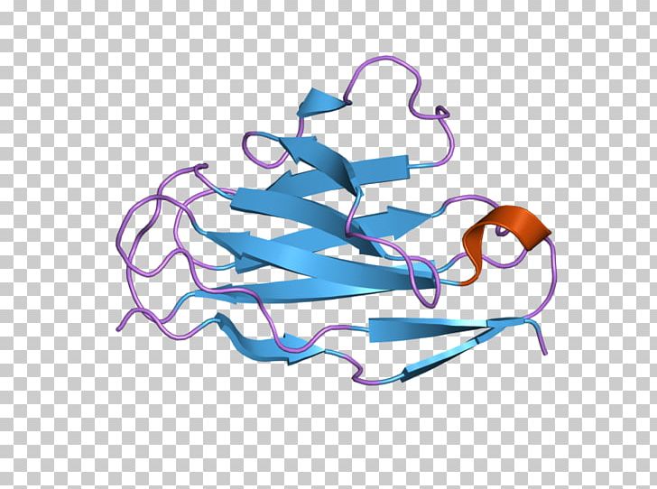 Intermediate Filament Glial Fibrillary Acidic Protein Protein Filament Microtubule PNG, Clipart, Actin, Cell, Cytoskeleton, Desmin, European Bioinformatics Institute Free PNG Download