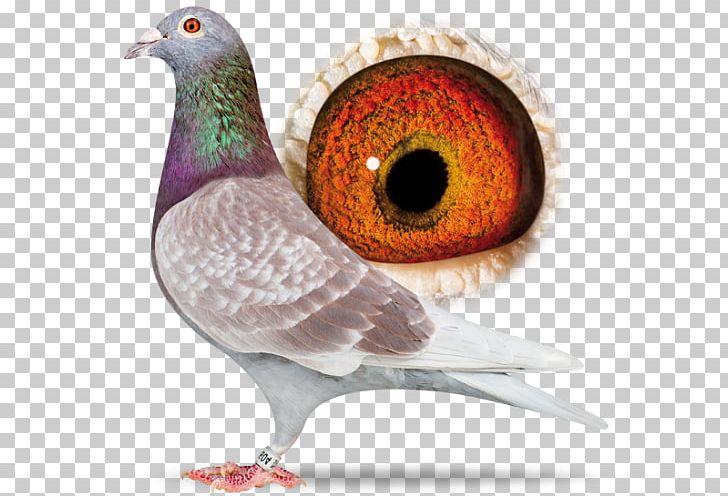 Racing Homer Homing Pigeon Columbidae American Show Racer Beak PNG, Clipart, American Show Racer, Animals, Beak, Bird, Breed Free PNG Download