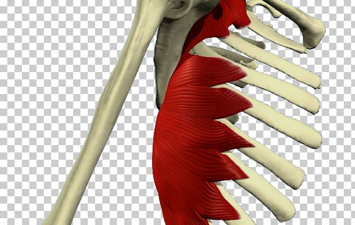 Serratus Anterior Muscle Serratus Posterior Inferior Muscle Muscular System Serratus Posterior Superior Muscle PNG, Clipart, Anatomy, Arm, Finger, Glove, Hand Free PNG Download