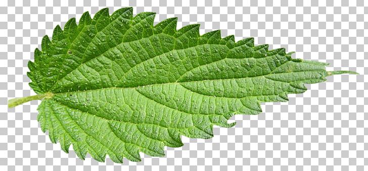 Common Nettle Leaf Plant Herb PNG, Clipart, Coleus, Common Nettle, Elm Family, Herb, Leaf Free PNG Download